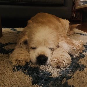 Meet your Posher, Kai